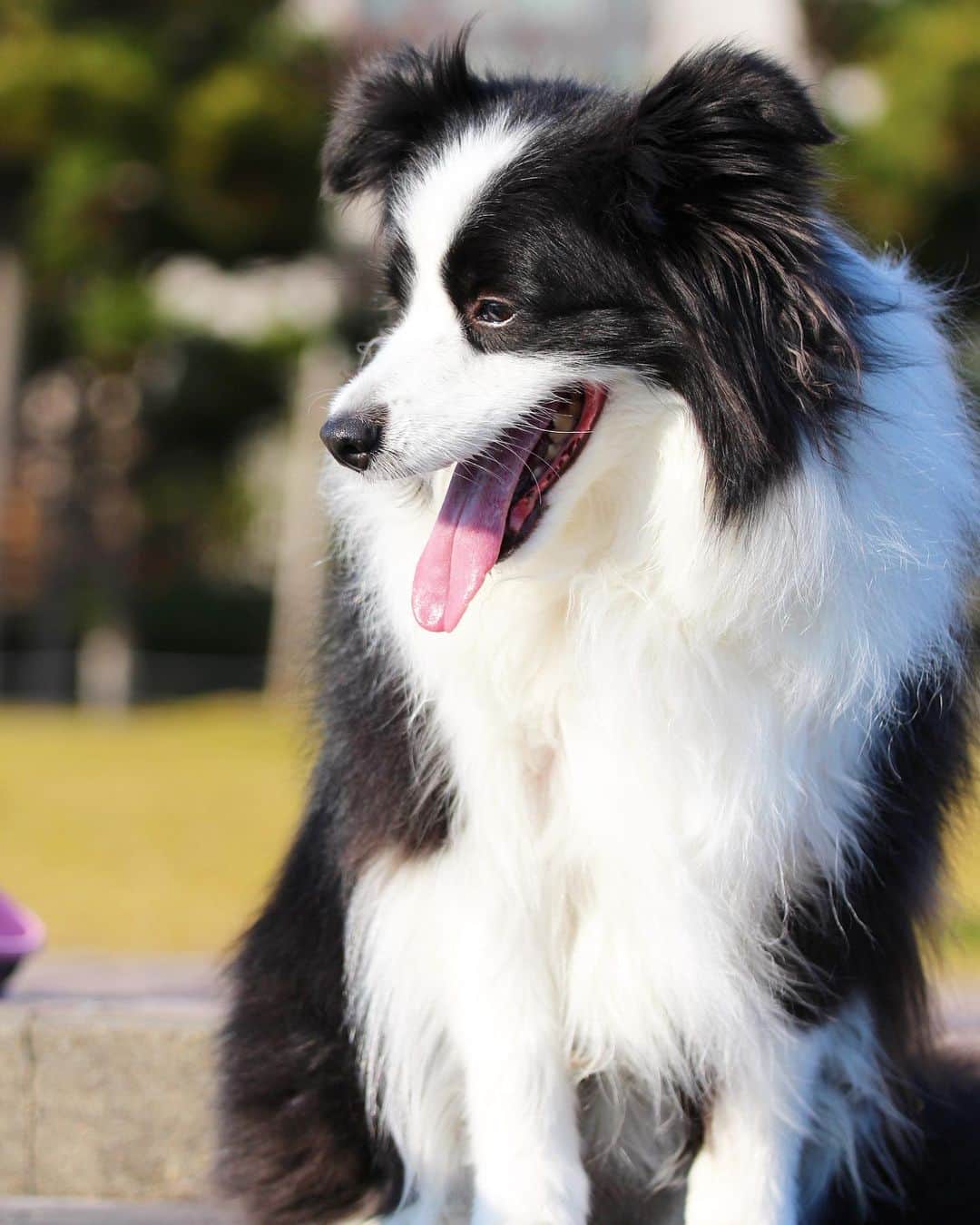 犬バカ部宣伝部長さんのインスタグラム写真 - (犬バカ部宣伝部長Instagram)「みんなで乗り越えないとね😗💕﻿ 今日休みだったが、どこも行ってない…﻿ 接触を8割減…平日休みのお得感無いわぁ😖﻿ ﻿ #犬バカ部 #bordercollie #ボーダーコリー #dog﻿ #犬 #白黒 #そら」4月15日 19時47分 - umetaturou