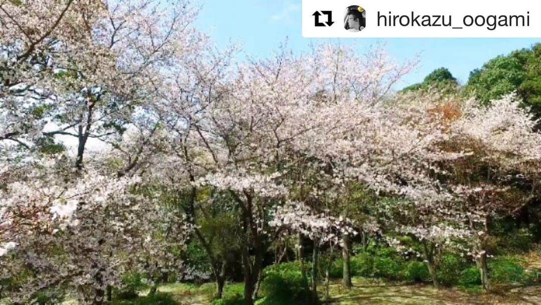 Bi Rod by Lumica.のインスタグラム：「#Repost @hirokazu_oogami with @get_repost ・・・ 今日は本当に良い天気でした…  天気は良かったのですが風が…  ドローンは飛ばせなかったので…  今日は近所の神社の駐車場の桜を…  OSMOとBiRodで擬似空撮…  でもやっぱり高さが足りないなぁ…  峠沿いの桜は間も無く満開かな？  庭の桜は見事に散りました(笑)  まだ咲ききれてない木々もあるので…  それらが咲くのを待って…  空撮しようかな…  #空 #空好き #雲 #雲好き #君とつながる空 #空をみあげよう #春 #桜の花 #cherryblossom #DJI #OSMO #BiRod #擬似空撮 #高祖神社 #日向峠 #庭の桜の木 #糸島市 #高祖 #洗面器同好会💙」