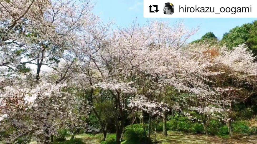 Bi Rod by Lumica.さんのインスタグラム写真 - (Bi Rod by Lumica.Instagram)「#Repost @hirokazu_oogami with @get_repost ・・・ 今日は本当に良い天気でした…  天気は良かったのですが風が…  ドローンは飛ばせなかったので…  今日は近所の神社の駐車場の桜を…  OSMOとBiRodで擬似空撮…  でもやっぱり高さが足りないなぁ…  峠沿いの桜は間も無く満開かな？  庭の桜は見事に散りました(笑)  まだ咲ききれてない木々もあるので…  それらが咲くのを待って…  空撮しようかな…  #空 #空好き #雲 #雲好き #君とつながる空 #空をみあげよう #春 #桜の花 #cherryblossom #DJI #OSMO #BiRod #擬似空撮 #高祖神社 #日向峠 #庭の桜の木 #糸島市 #高祖 #洗面器同好会💙」4月15日 12時00分 - birod_photo