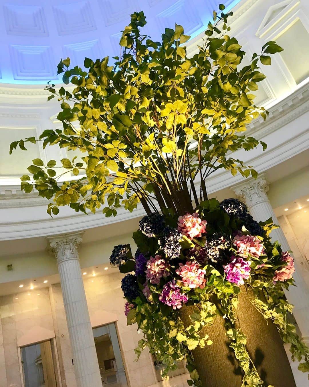 新横浜プリンスホテルのインスタグラム：「今週からあじさいがホテルロビーを華やかに彩ります。色によってさまざまな花言葉を持つあじさいですが、小さな花が寄り添うように咲いていることから「家族団欒」「家族の結びつき」という意味も持っているそうです。⁣ ⁣ ⁣ #新横浜プリンスホテル #プリンスホテル#新横浜#横浜#ホテル#みなとみらい#新横浜プリンス #桜 #桜装飾 #デコレーション #ロビー装飾 #ホテルロビー#あじさい #家族団欒　#絆 #つながり #紫陽花 #フラワーディスプレイ #アレンジメントフラワー #花が好き#アジサイ#フラワースタンド#横浜散歩 #横浜デート#花のある景色#花好き#shinyokohamaprincehotel#princehotel #hotellobby #hydrangea」