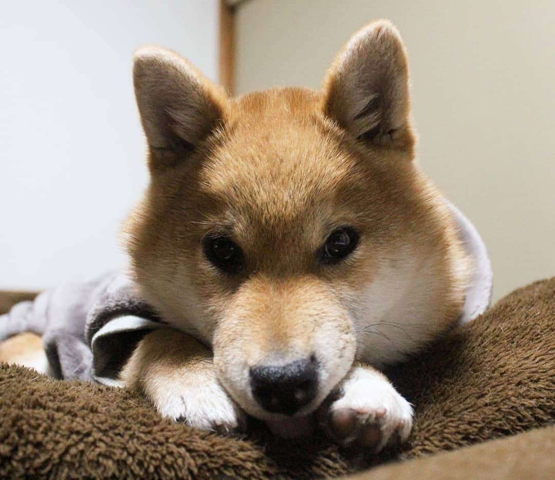 柴犬たま Shibainu Tamaのインスタグラム