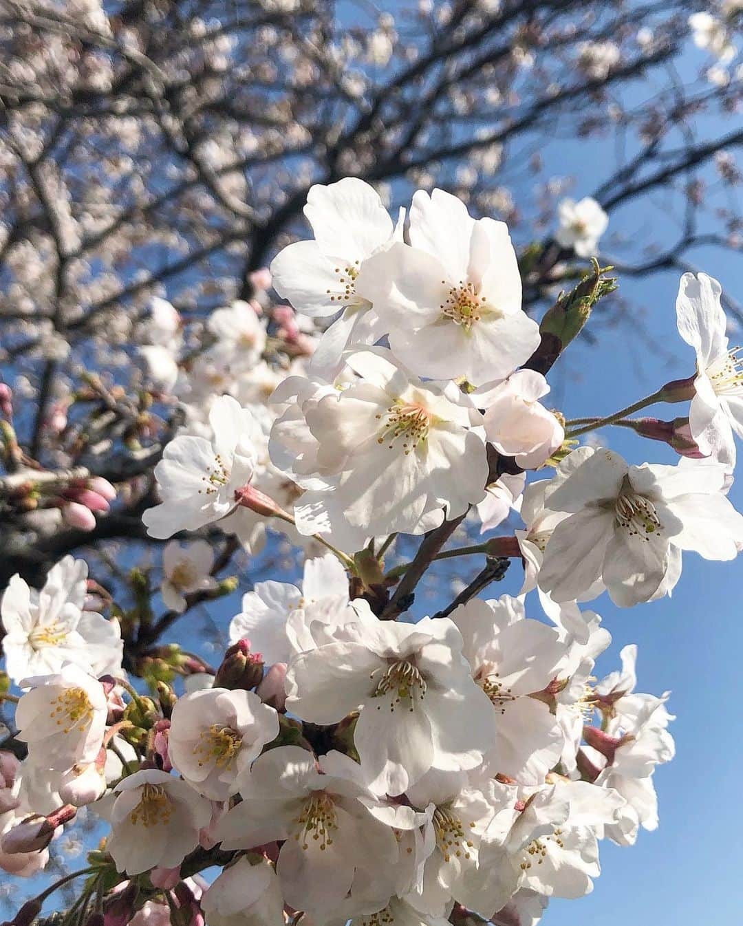 古森結衣さんのインスタグラム写真 - (古森結衣Instagram)「🌸」4月15日 12時24分 - komo_yui_