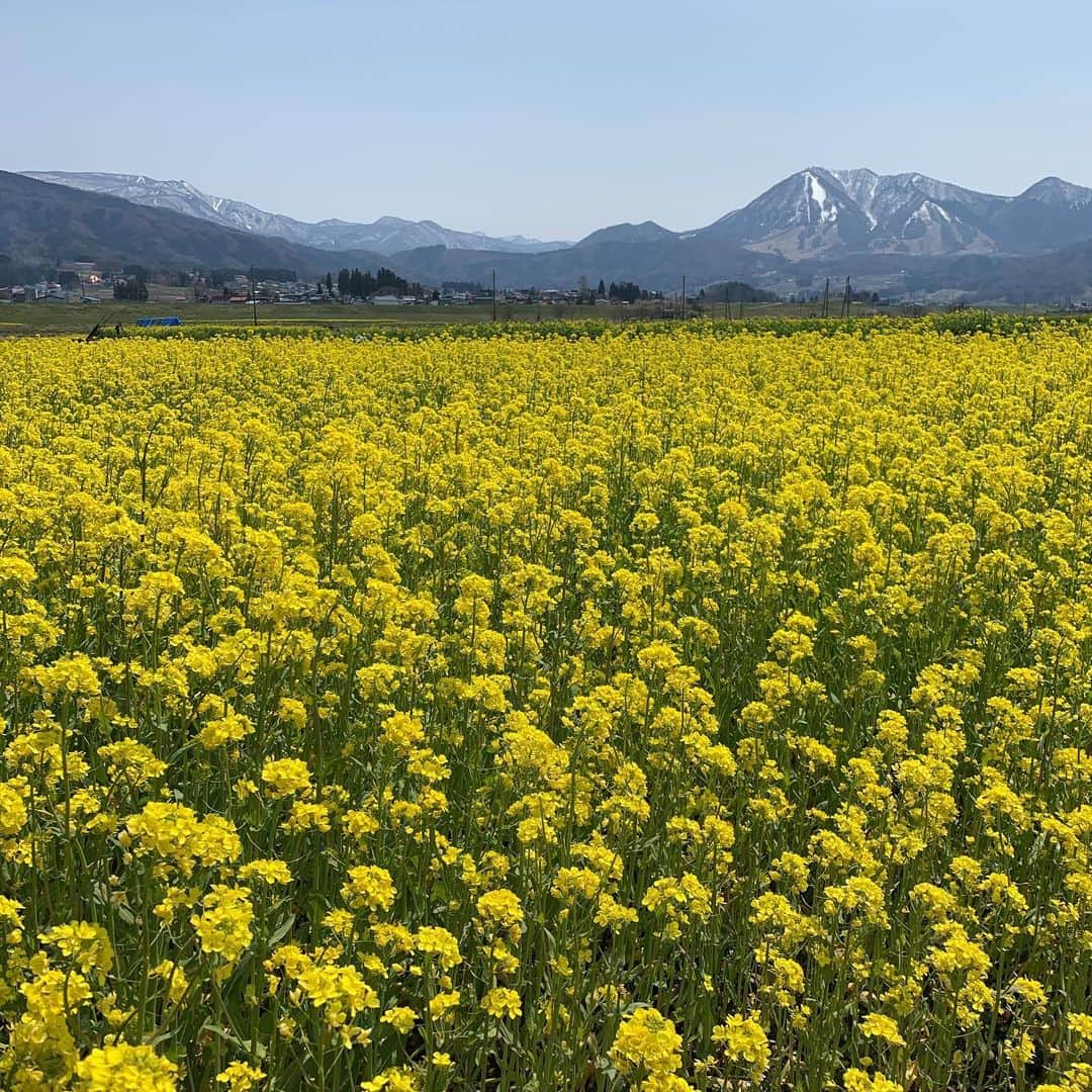 野沢温泉　村のホテル　住吉屋のインスタグラム：「菜の花公園は閉鎖中ですが周辺は菜の花満開です。ぜひ来年お越しください。」