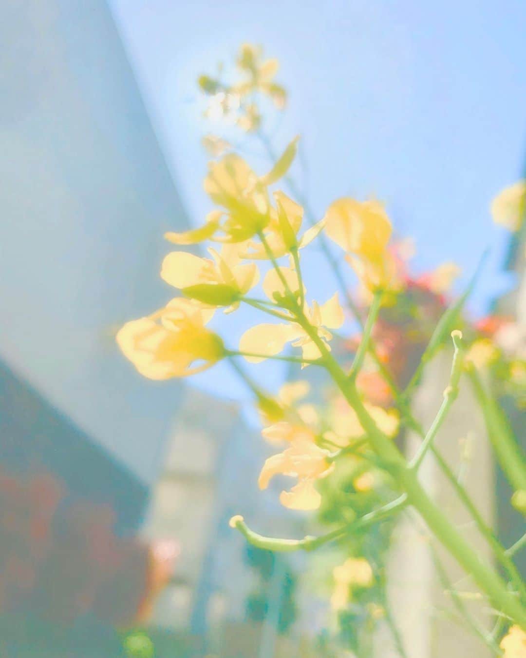 福田典子さんのインスタグラム写真 - (福田典子Instagram)「💛💛🌱💛💛 ㅤㅤㅤㅤㅤㅤㅤㅤㅤㅤㅤㅤㅤ ㅤㅤㅤㅤㅤㅤㅤㅤㅤㅤㅤㅤㅤ ㅤㅤㅤㅤㅤㅤㅤㅤㅤㅤㅤㅤㅤ #これまた時差投稿 #いいお天気だとそれだけで嬉しい」4月15日 12時33分 - norikofukuda212
