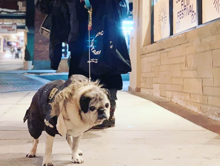 吉野紗香のインスタグラム：「Sundance, Romantic Night🌙#muffin #pug #romantic #night #sundance2020」