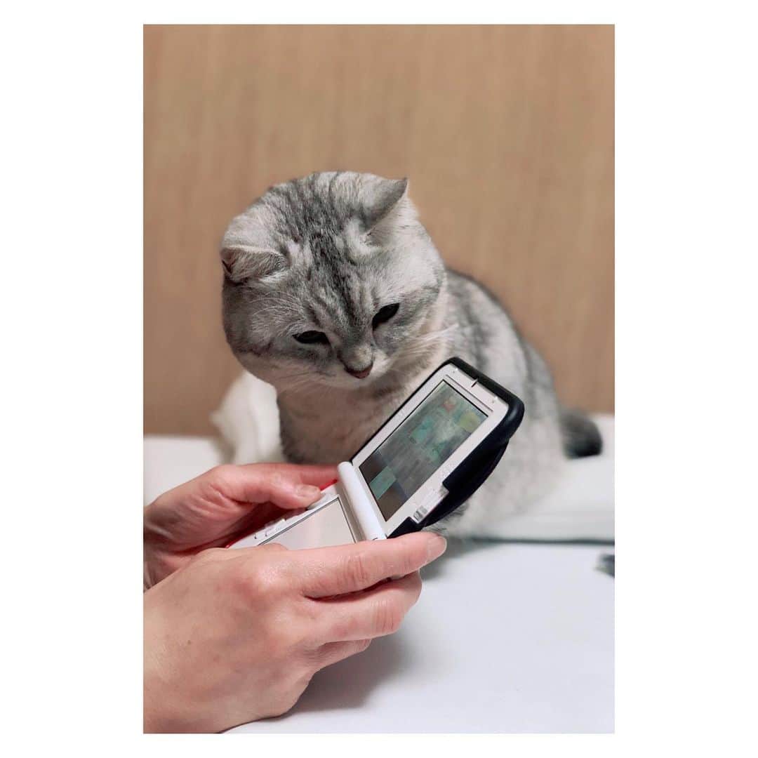 山谷花純さんのインスタグラム写真 - (山谷花純Instagram)「私は、Switch。母とまるは、DS。  #ミヌエット #猫がいる暮らし #猫がいる幸せ #まるとの生活 #にゃんすたぐらむ #どうぶつの森 #おうち時間」4月15日 12時46分 - kasuminwoooow