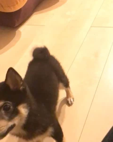 のインスタグラム：「. ちょうど一年前のゆきち かわいー  #豆柴　#柴犬　#dogstagram」