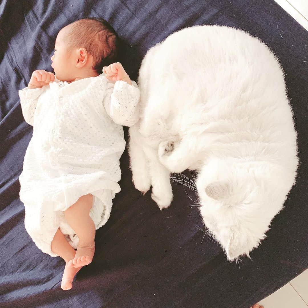 峰なゆかさんのインスタグラム写真 峰なゆかinstagram 全身に毛の生えてるほうの生き物と生えてないほうの生き物 Newborn Baby 赤ちゃん 新生児 0歳 0ヶ月 猫 赤ちゃんと猫 4月15日 14時13分 Minenayuka