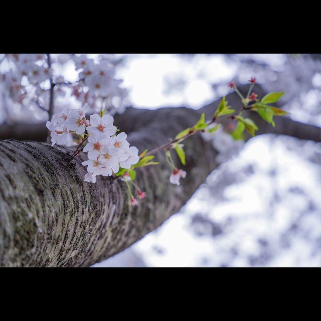 時任勇気さんのインスタグラム写真 - (時任勇気Instagram)「今日は暖かい🤗 桜、一回しか見れなかったな😭 来年は今年の分も花見しないとね」4月15日 14時22分 - tokito_yuki
