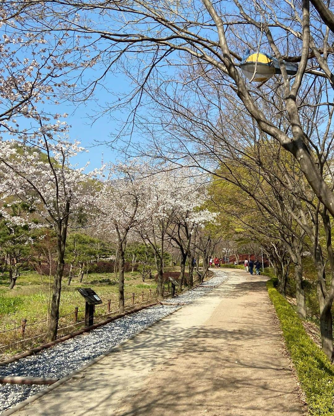 ジュノさんのインスタグラム写真 - (ジュノInstagram)「날이 좋아서 벚꽃도 더 이쁘게보였다🌸 天気が良すぎて桜がもっと綺麗に見えてました😍久々のアップロード⬆️ . . . #JG #joonho #daily」4月15日 14時42分 - joonho_jg