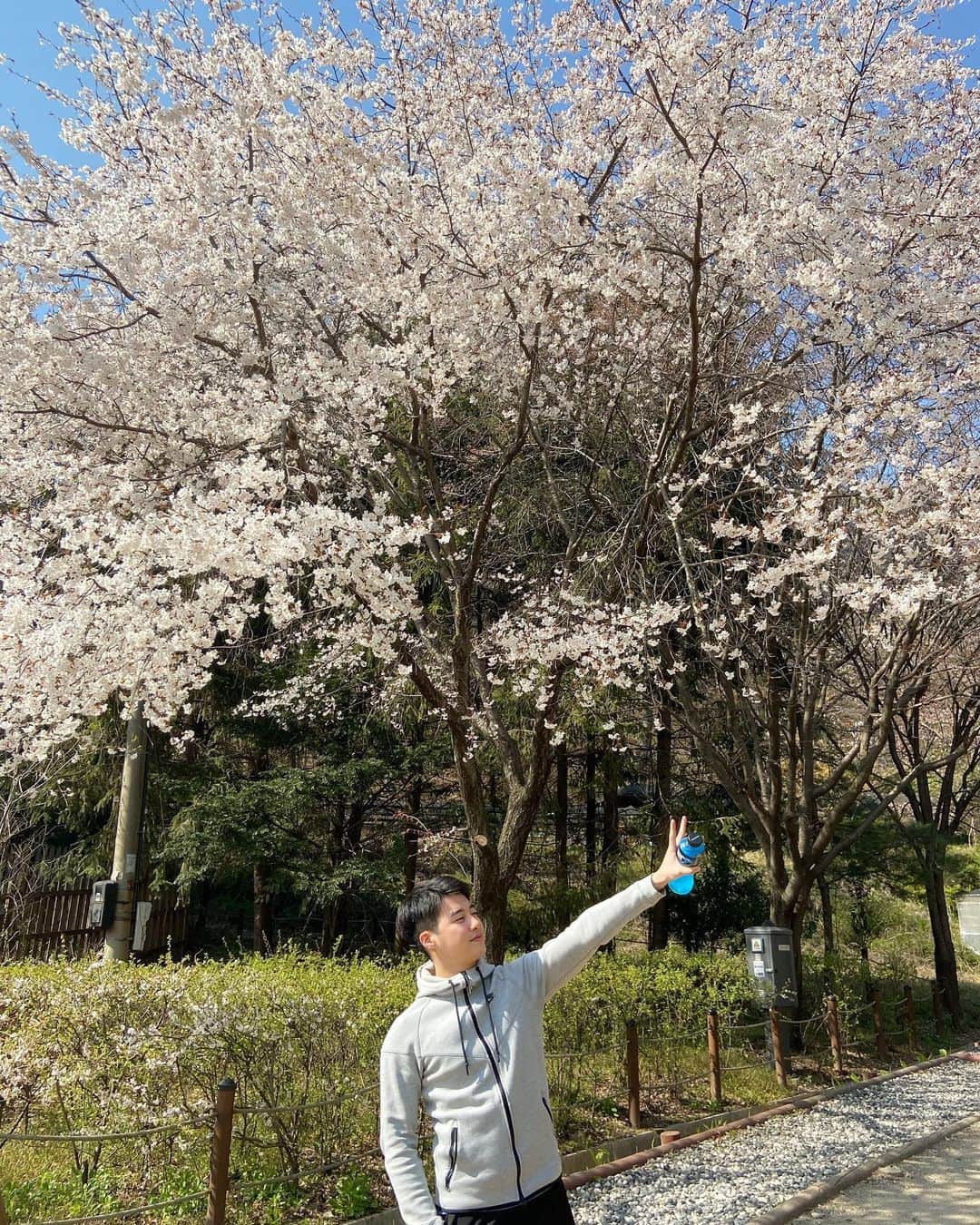 のインスタグラム：「날이 좋아서 벚꽃도 더 이쁘게보였다🌸 天気が良すぎて桜がもっと綺麗に見えてました😍久々のアップロード⬆️ . . . #JG #joonho #daily」