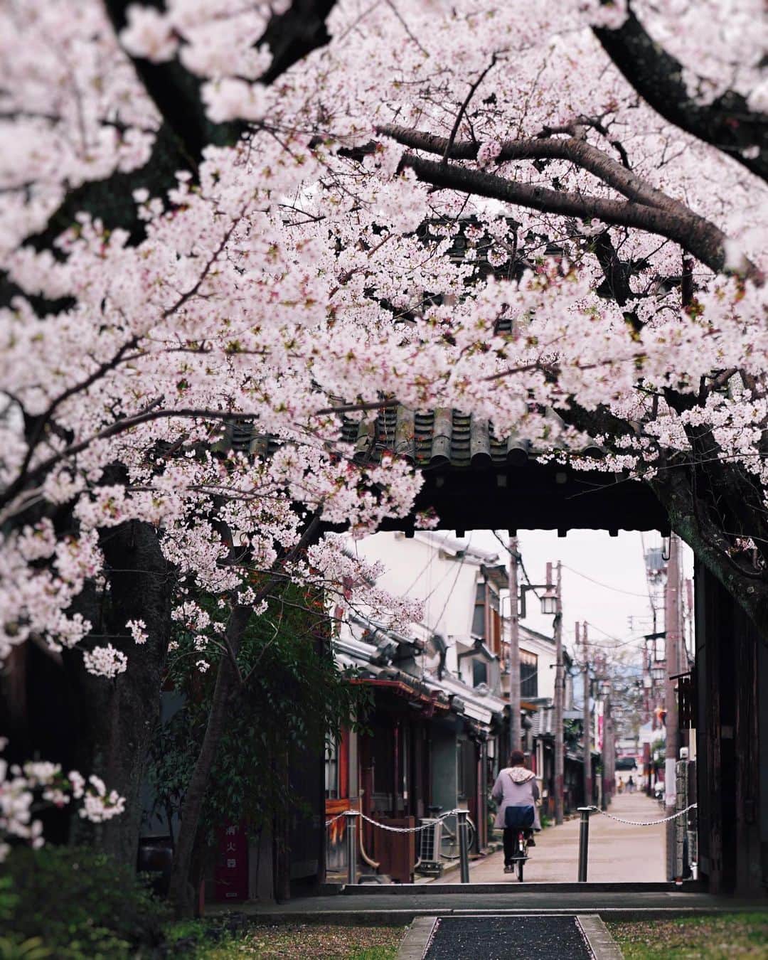 Koichiさんのインスタグラム写真 - (KoichiInstagram)「| Beyond the cherry blossoms . . #BeautifulJapan #Hellofrom #Nara #そこらへん #neighbourhood .」4月15日 20時33分 - koichi1717