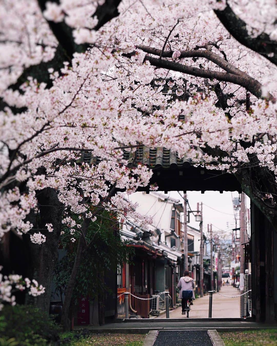 Koichiのインスタグラム：「| Beyond the cherry blossoms . . #BeautifulJapan #Hellofrom #Nara #そこらへん #neighbourhood .」