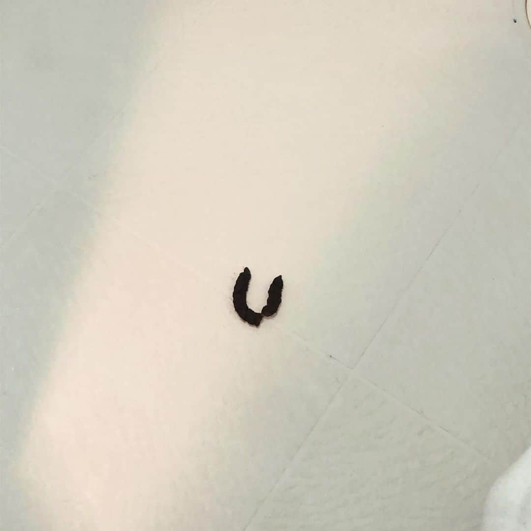 粟生隆寛さんのインスタグラム写真 - (粟生隆寛Instagram)「ごんからの挑戦状か？ 『I』と『U』… 今、どこかに『N』があるんじゃないかと家中探し回ってます。  #日本犬 #柴犬 #豆柴 #極小豆柴 #小豆柴 #謎解き #挑戦状」4月15日 15時23分 - takahiro_aoh