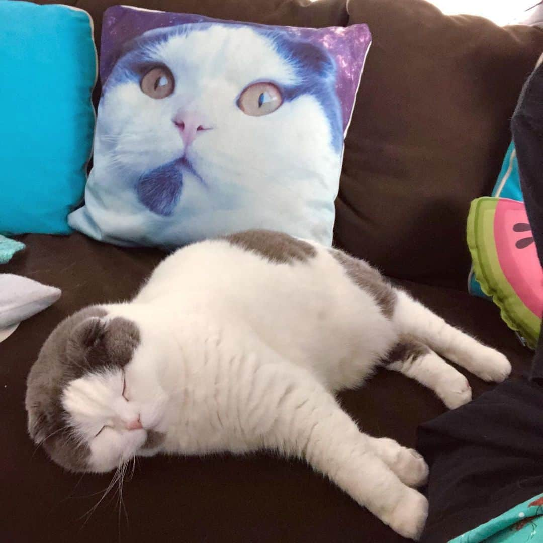 サイモンとマルティナさんのインスタグラム写真 - (サイモンとマルティナInstagram)「Happy Post of the Day: Four photos of Meemers just being his perfect, quirky, fluffy, soft #scottishfold dumpling-boi self ☺️」4月15日 15時35分 - eatyourkimchi