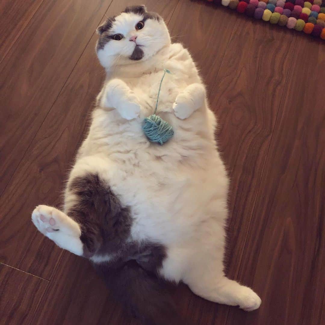 サイモンとマルティナさんのインスタグラム写真 - (サイモンとマルティナInstagram)「Happy Post of the Day: Four photos of Meemers just being his perfect, quirky, fluffy, soft #scottishfold dumpling-boi self ☺️」4月15日 15時35分 - eatyourkimchi