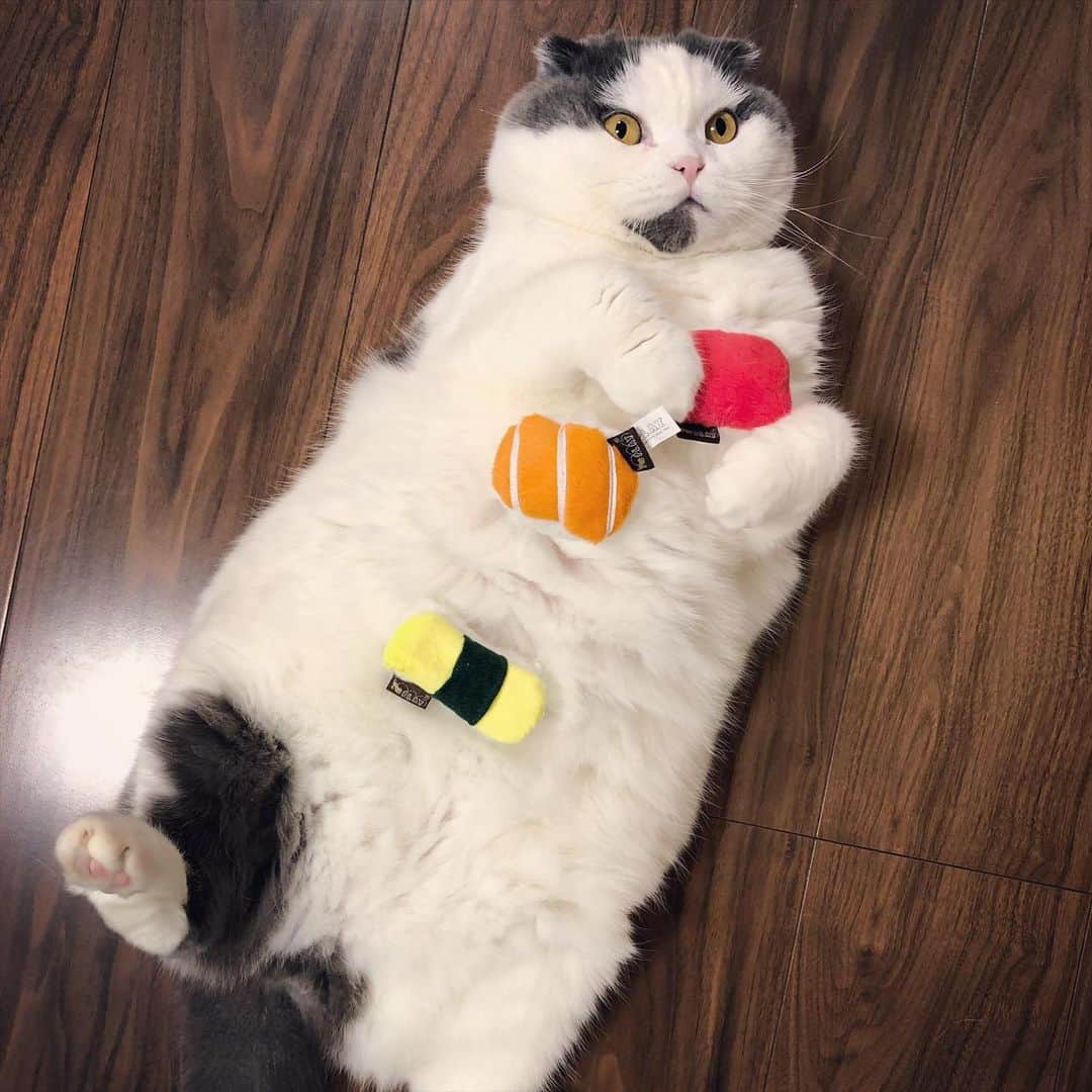 サイモンとマルティナさんのインスタグラム写真 - (サイモンとマルティナInstagram)「Happy Post of the Day: Four photos of Meemers just being his perfect, quirky, fluffy, soft #scottishfold dumpling-boi self ☺️」4月15日 15時35分 - eatyourkimchi