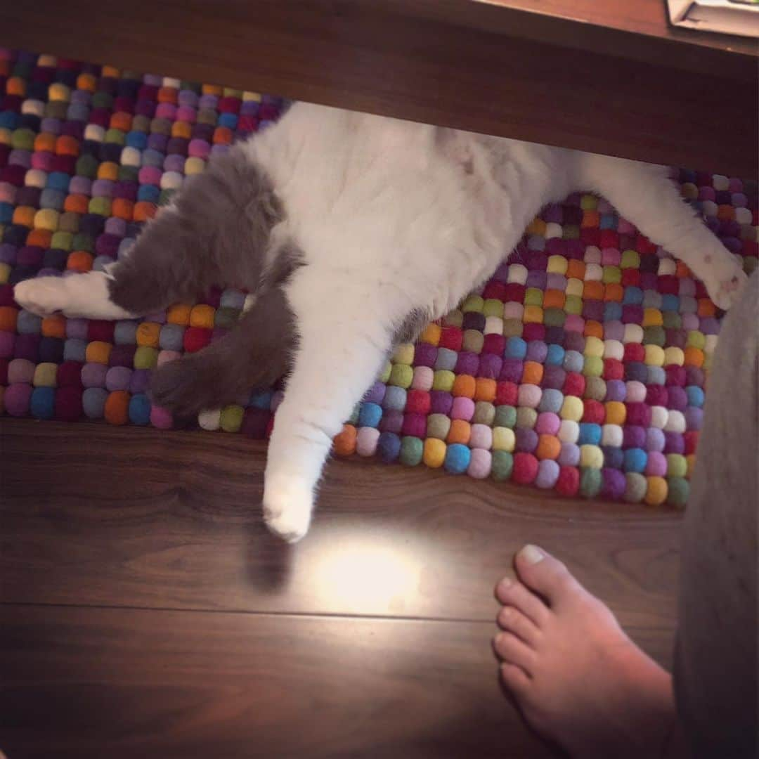 サイモンとマルティナさんのインスタグラム写真 - (サイモンとマルティナInstagram)「Happy Post of the Day: Four photos of Meemers just being his perfect, quirky, fluffy, soft #scottishfold dumpling-boi self ☺️」4月15日 15時35分 - eatyourkimchi