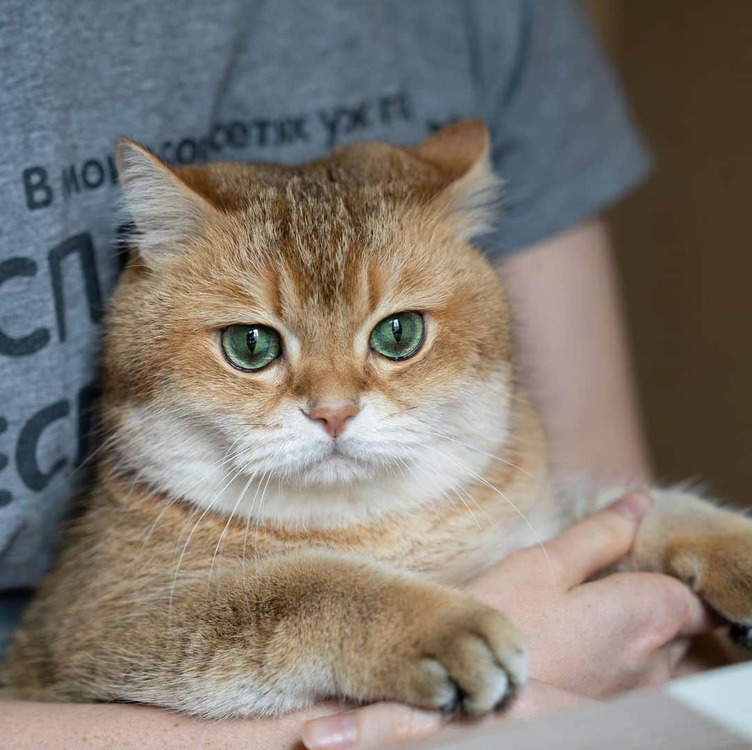 Hosicoさんのインスタグラム写真 - (HosicoInstagram)「So, mom, what's for breakfast? 🥞」4月15日 15時33分 - hosico_cat