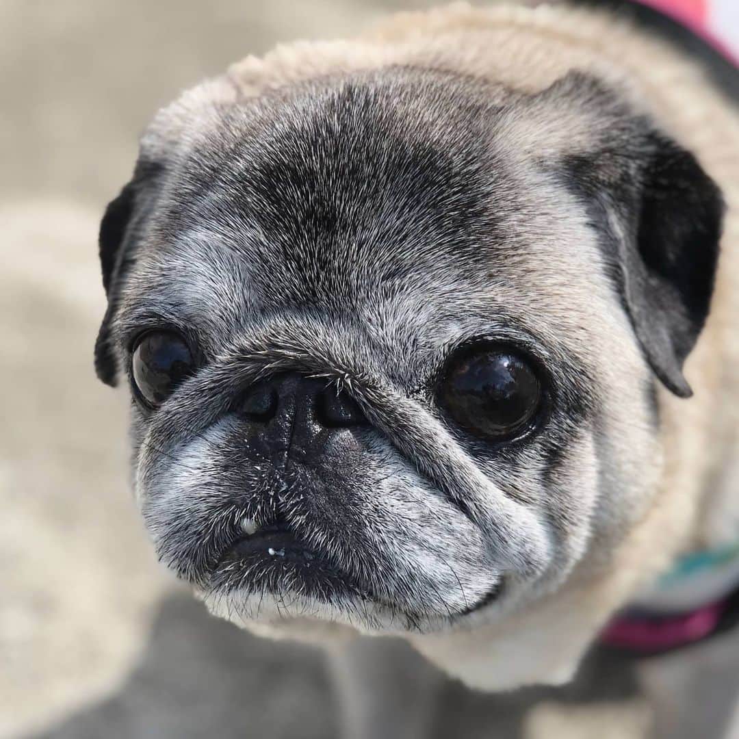 八兵衛のインスタグラム：「Hachibei🐶 * *  #ほぼ黒パグ #おじいちゃん犬 #pug #puggy #puglife #puglove #petstagram #pugstagram #pugsofinstagram #pugs #dog #ふわもこ部  @igersjp #IGersJP #east_dog_japan #pecoイヌ部 #八兵衛 #はちべえ #朝ワンコ夕ニャンコ」