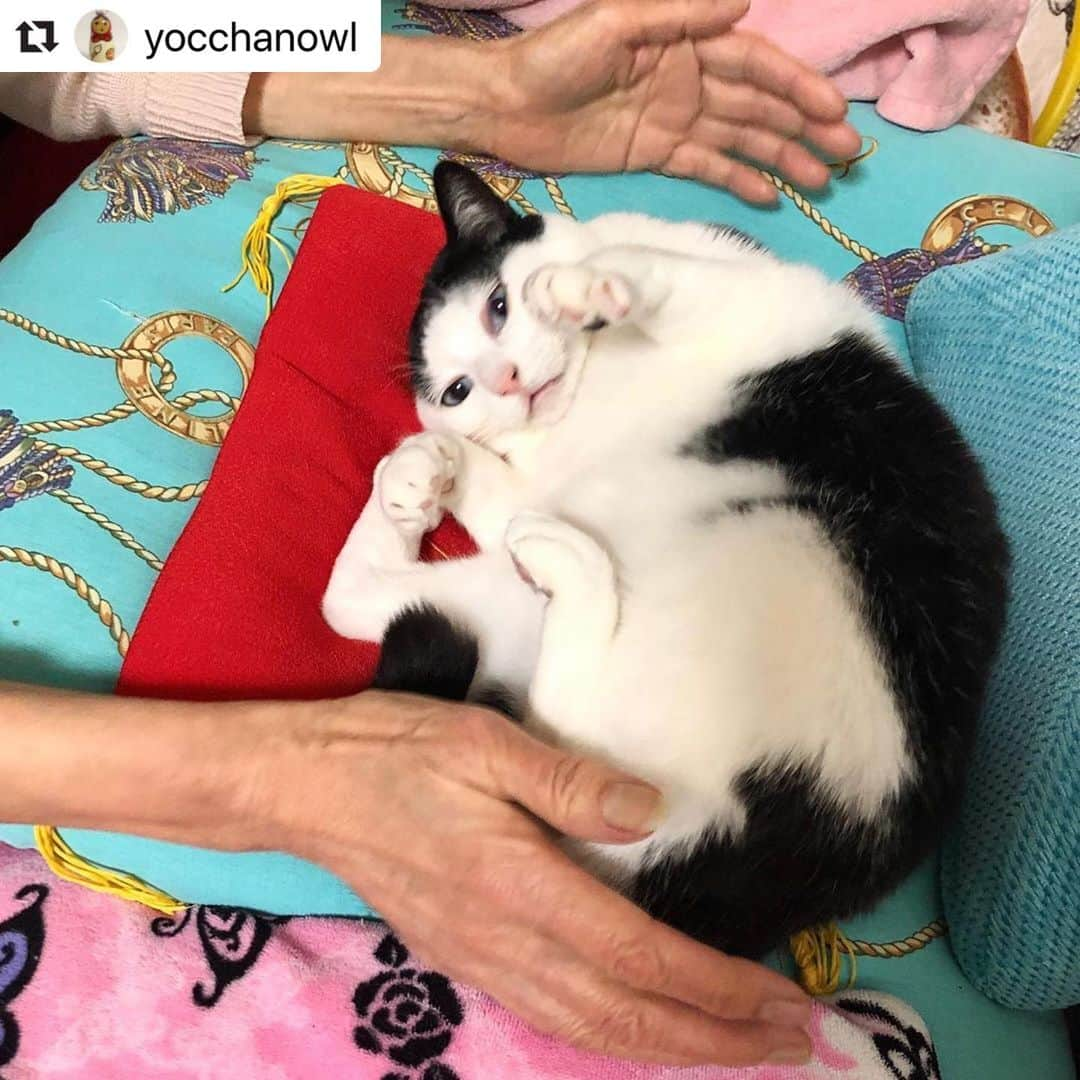 ねこさんのインスタグラム写真 - (ねこInstagram)「【#ねこは人を笑顔にする】❣️ あー😍甘えんぼ発見〜😍💕 @yocchanowl さん、ありがと〜😻🍮💓 #Repost @yocchanowl with @make_repost ・・・ 母に甘えてソファに転がる猫を連写したら、かわいく撮れたので見てやってください。  猫っぽいポーズ。  #ヅラ猫部 #ねこばか親バカ #ねこは人を笑顔にする #猫っぽい」4月15日 16時48分 - neko_magazine