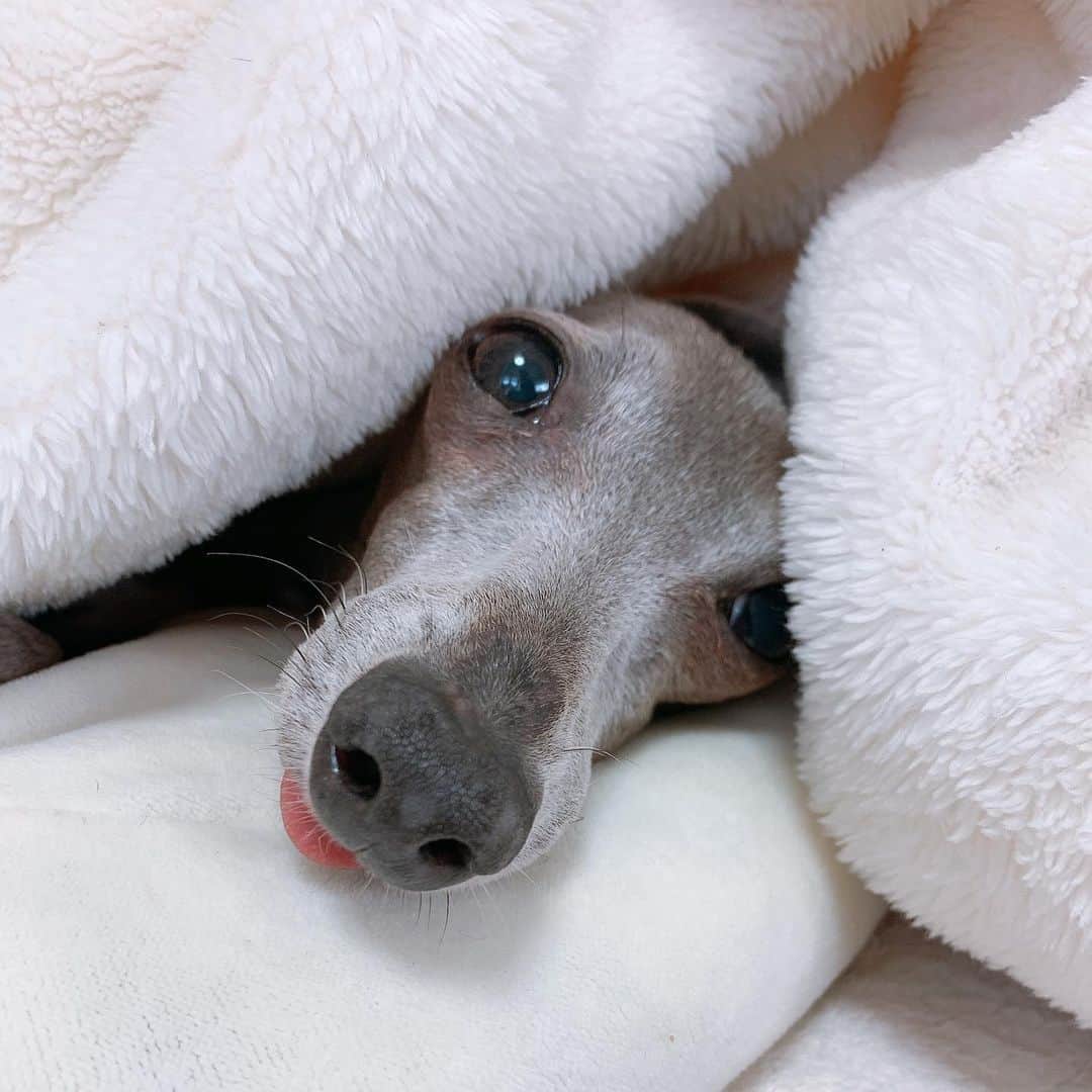 志村玲那さんのインスタグラム写真 - (志村玲那Instagram)「#たまには愛犬で癒されて💚💛 #かわいいよねʕ•̫͡•ʔ❤ʕ•̫͡•ʔ #イタグレ　#愛犬　#italiangreyhound  #cute #IG #dog」4月15日 17時03分 - rena_shimura