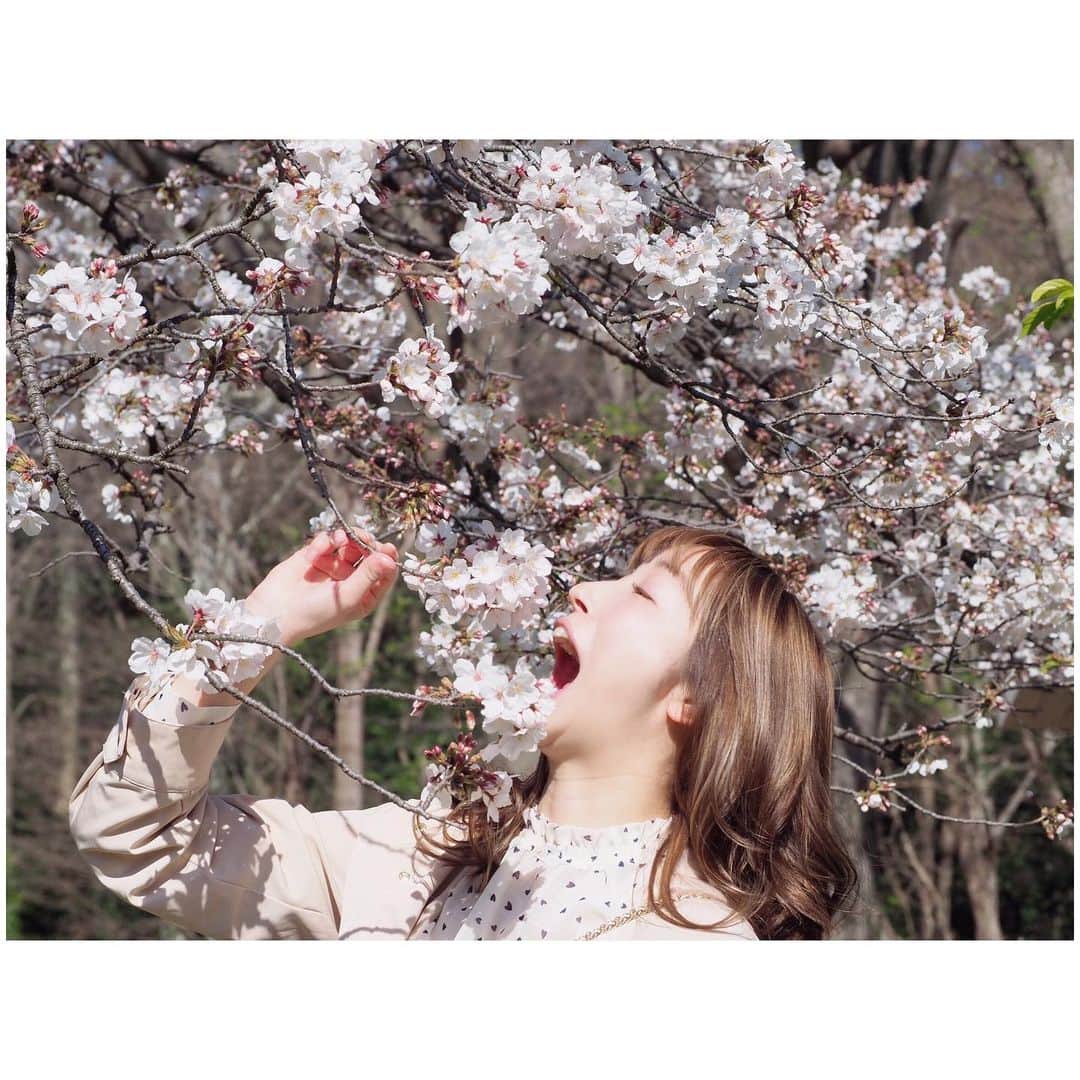 有明ゆなさんのインスタグラム写真 - (有明ゆなInstagram)「桜が綺麗すぎたから食べちゃいたかった！笑笑 . Photo… @me_re__f . . . . #ポートレート #ポートレート撮影 #ポートレート好きな人と繋がりたい #ポートレート女子 #ポートレート撮ってる人と繋がりたい #ポートレート写真 #ポートレート初心者 #portrait #portait_shots #portrait_jp #被写体モデル #被写体 #被写体になります #被写体依頼受付中 #撮影依頼募集中 #instagramjapan #sakura #sakura🌸 #サクラ #サクラ🌸 #さくら #さくら🌸 #桜 #桜🌸」4月15日 17時20分 - ariake_yuna