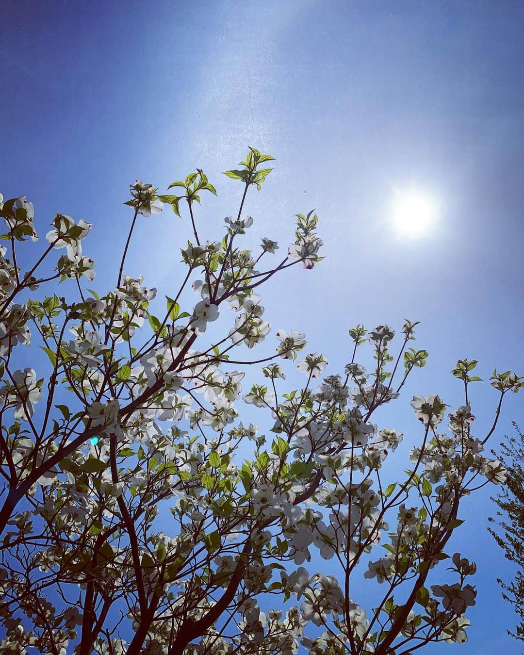 真樹麗子さんのインスタグラム写真 - (真樹麗子Instagram)「今日は、綺麗な花水木を見かけました...♡ #小さな幸せ🍀」4月15日 17時20分 - makiofficial_0718