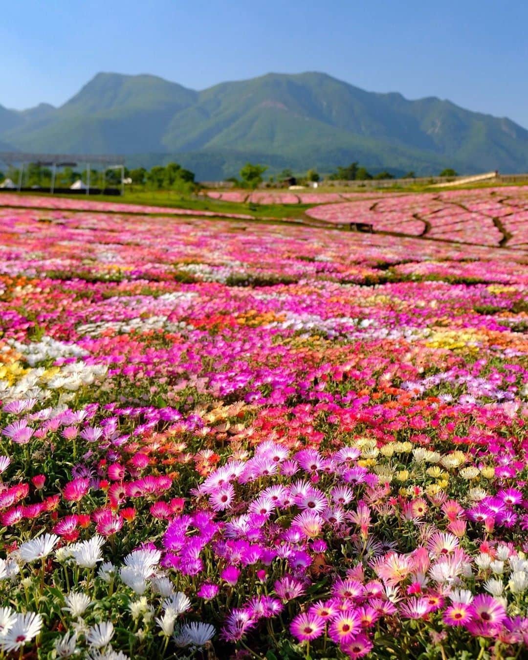 JALさんのインスタグラム写真 - (JALInstagram)「. Some 500 varieties of seasonal flowers bloom in Kuju Flower Park in Kyushu✨ #MyAprilAdventure  約500種類の季節の花が楽しめる九州の #くじゅう花公園 💐 . . photo by @imo_chan_ Post your memories with #FlyJAL  #JapanAirlines #japan #oita #flower_special_」4月15日 17時29分 - japanairlines_jal