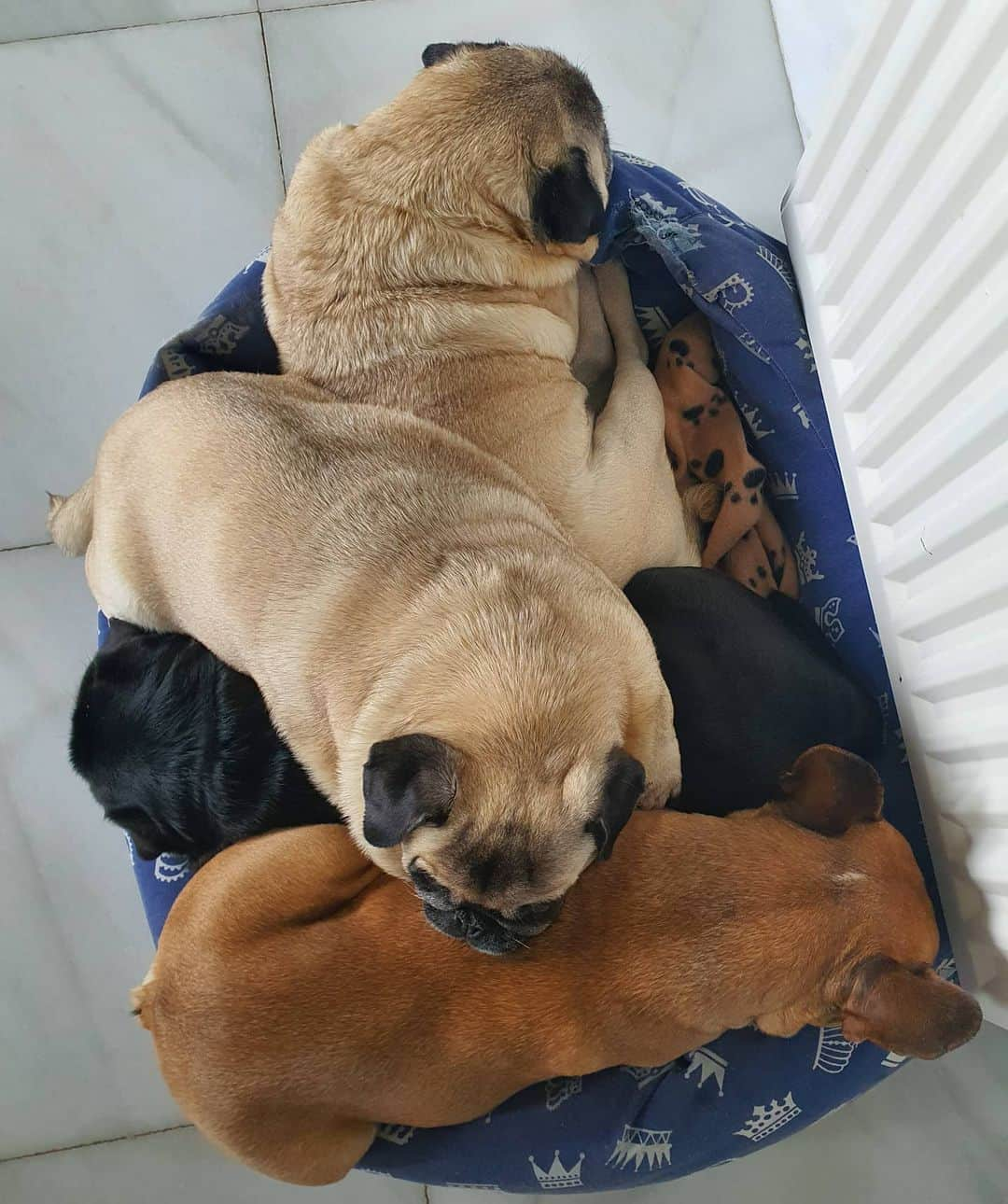 Nikitaのインスタグラム：「#pug nikita# todas juntas#」