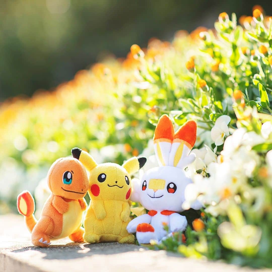 ピカチュウ公式instagramさんのインスタグラム写真 ピカチュウ公式instagraminstagram 今日のピカチュウ お花がたくさん咲いているよ ヒトカゲやヒバニーの色に似ているね Pikachu Charmander Scorbunny Pokemon Flower Spring Color ピカチュウ