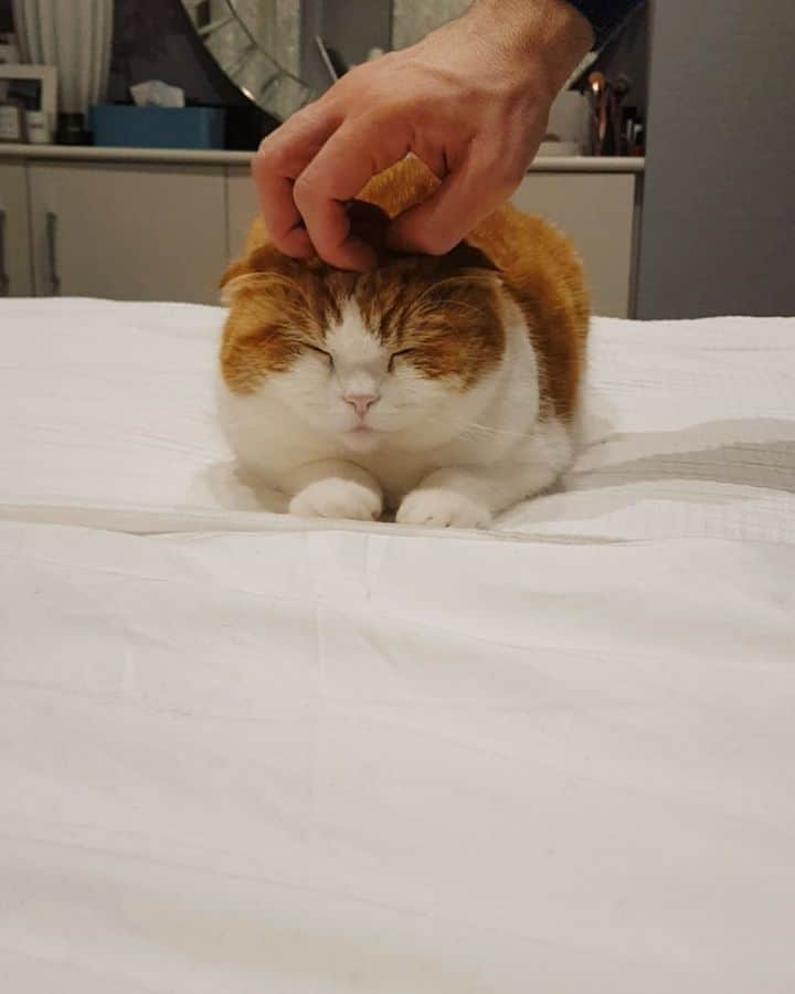 Nana _The Scottish Foldのインスタグラム：「Delicate head massage for a delicate meowdel🤭 #homespa #quarantine 나나찡 두피마사지 후기작성 잊지마셔요? . . #고양이 #猫 #ねこ #スコ #cat #cats #catstagram #catsofinstagram #instagramcats #instacat #bestmeow #catoftheday #catsofworld #catsloversworld #catsofday #냥스타그램 #냥이 #caturday #gatos #cats_of_instagram #ilovemycat #catselfie #kittensofinstagram #kittens #catsdaily #자가격리」