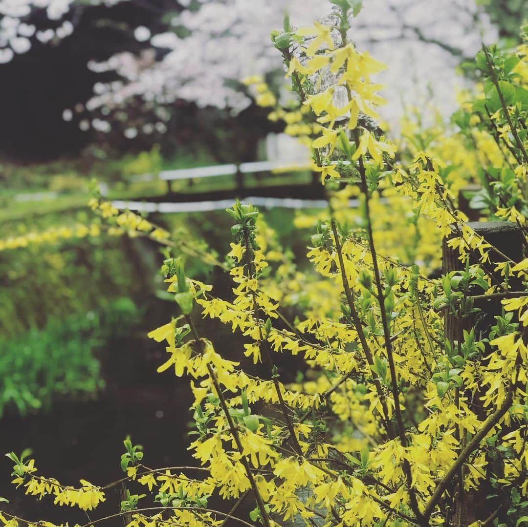 ひうらさとるのインスタグラム：「雨の城崎温泉。桜以外にも色んなお花が咲いています。いつか平和になったら、来てねー。いつかねー。 #cherryblossom  #socialdistance  #stayathome」
