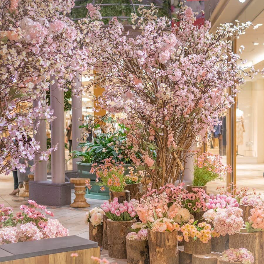 アトレ恵比寿公式さんのインスタグラム写真 - (アトレ恵比寿公式Instagram)「﻿ ﻿ フォンテーヌ広場の様々なピンクの花🌷﻿ アトレ恵比寿の中にいながら、春を感じる。﻿ ﻿ 可愛らしいその姿が、たくさんの人々を癒やす空間に。﻿ ﻿ ﻿ #アトレ恵比寿#アトレ#恵比寿#恵比女#ebisu﻿ #広場#花の空間#桜#さくら#春#毎日#日々#ショッピング#花#花部#花トレンド#サクラ#小さい春#flower#お買い物#カフェ#ひと時#日々の暮らし#癒し#花好き#ガーデン#大人女子#自然#くつろぐ空間」4月1日 11時29分 - atre_ebisu