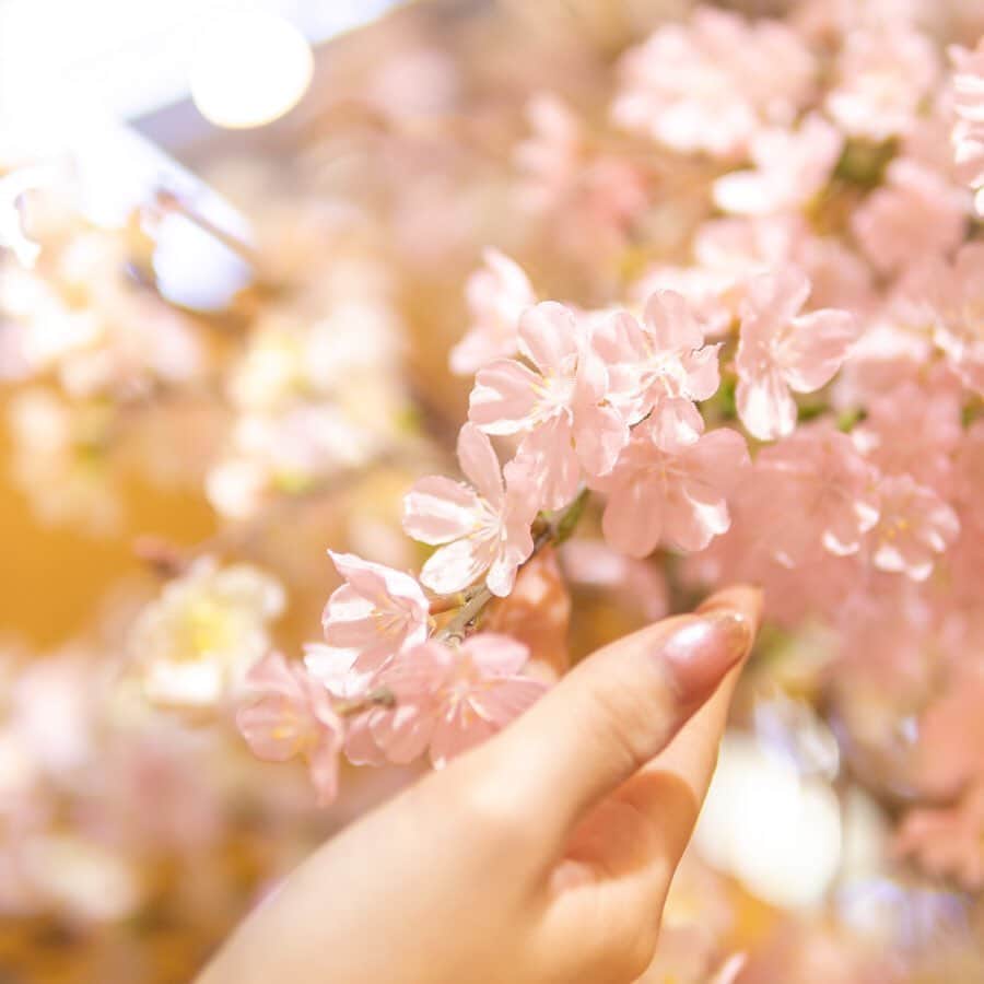 アトレ恵比寿公式のインスタグラム：「﻿ ﻿ フォンテーヌ広場の様々なピンクの花🌷﻿ アトレ恵比寿の中にいながら、春を感じる。﻿ ﻿ 可愛らしいその姿が、たくさんの人々を癒やす空間に。﻿ ﻿ ﻿ #アトレ恵比寿#アトレ#恵比寿#恵比女#ebisu﻿ #広場#花の空間#桜#さくら#春#毎日#日々#ショッピング#花#花部#花トレンド#サクラ#小さい春#flower#お買い物#カフェ#ひと時#日々の暮らし#癒し#花好き#ガーデン#大人女子#自然#くつろぐ空間」