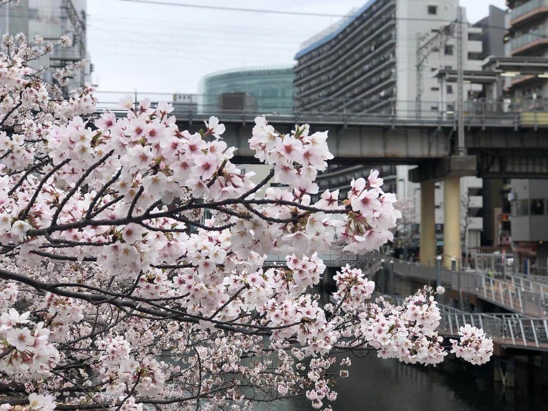 今村仁美さんのインスタグラム写真 - (今村仁美Instagram)「夜の桜も、昼の桜も、 違った良さがあって この時期がほんとにだいすき...♡ 🌸🌸🌸 4月1日 新たなスタート✨  #令和発表から1年 #4月1日 #なんの嘘つこうかな」4月1日 9時58分 - imamura_hi