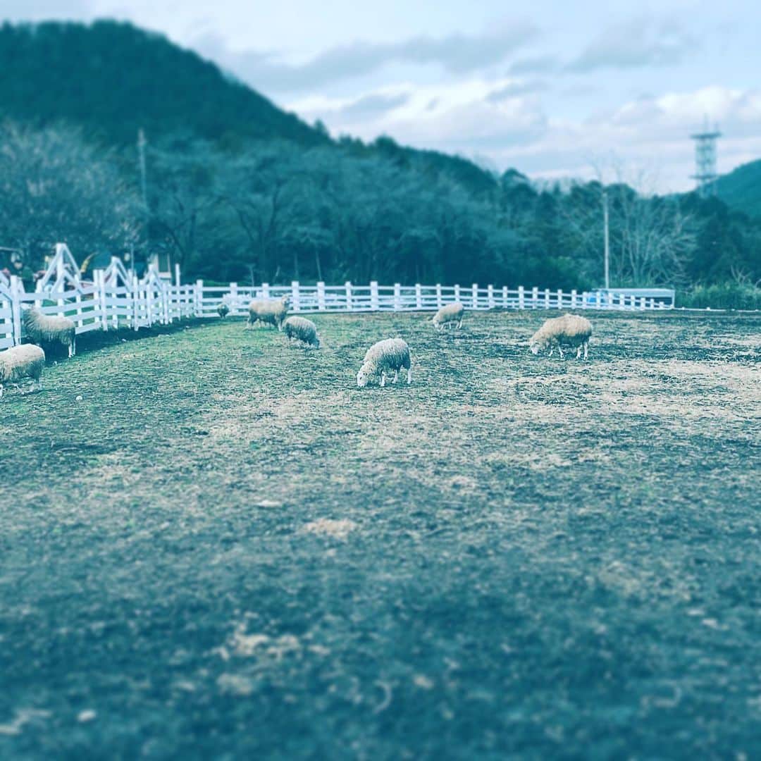 中野敬久さんのインスタグラム写真 - (中野敬久Instagram)「#sheeps #farm #suburb #mountain #hope #peace」4月1日 9時59分 - hirohisanakano