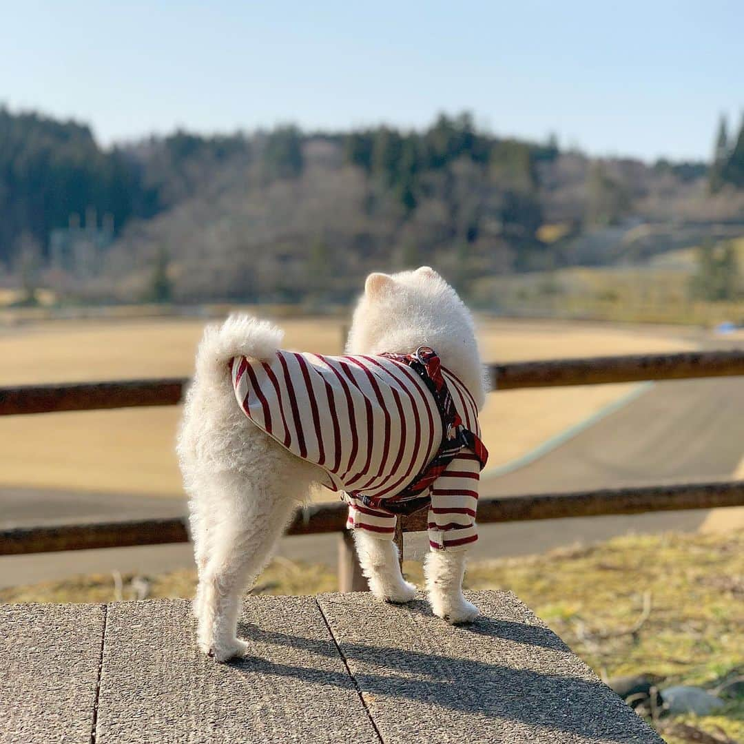 ニコちゃんさんのインスタグラム写真 - (ニコちゃんInstagram)「海、山、川、志村けん… 新型コロナのバカヤロ〜🐶👮🏻‍♀️💢 エイプリルフールだけど、今年はそんな気分になれないでござるなぁ… #そんな存在 #そんな気分 #ポメリズム #ポメラニアン #白ポメ #pomeranian」4月1日 10時04分 - nico_susukita