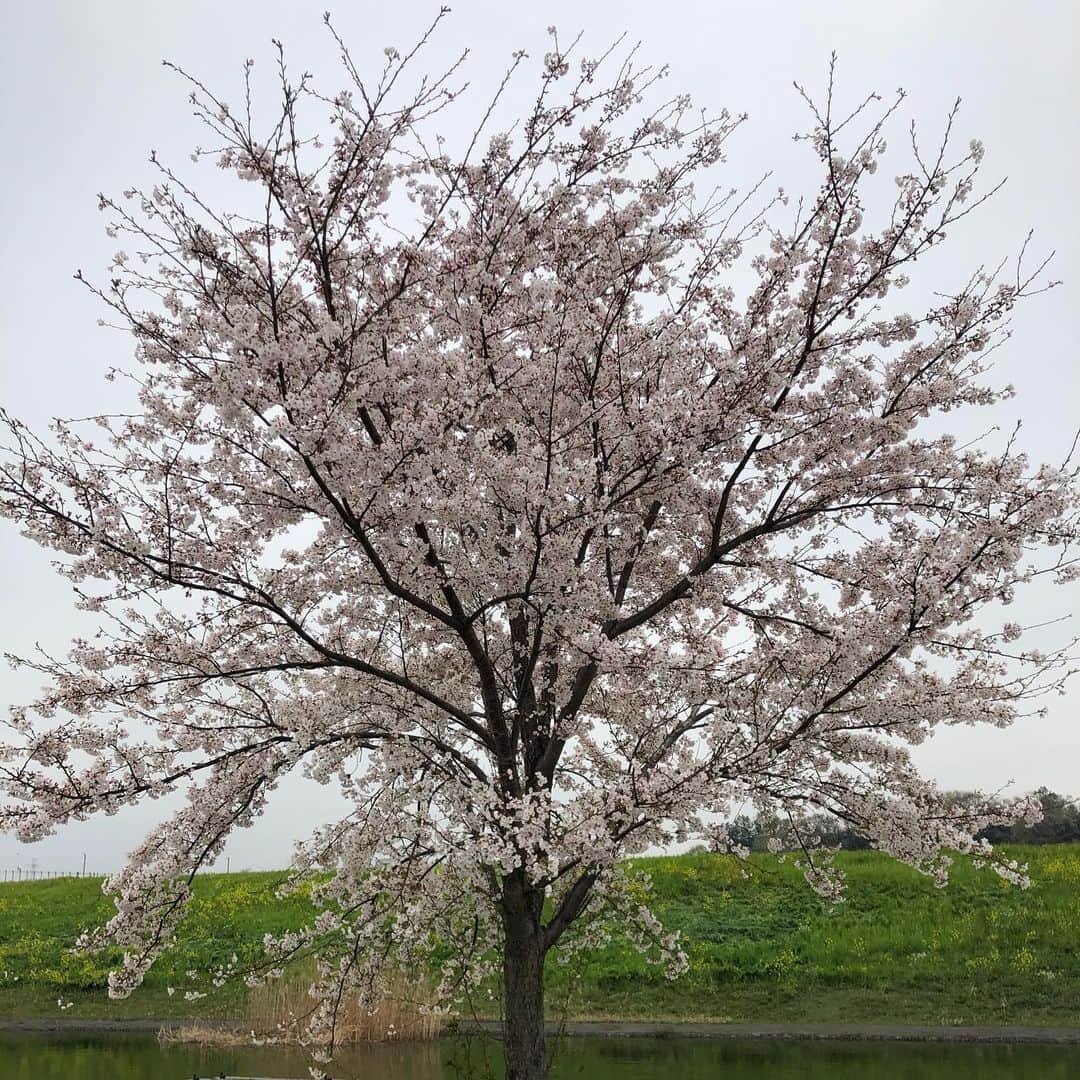 後藤武敏のインスタグラム：「おはようございます(^^)！ 今の癒し😊 今日も、明るく前向きに頑張るぞー😆❗️ #桜#きれい#癒し#こんな時こそ#明るく#前向きに😊」