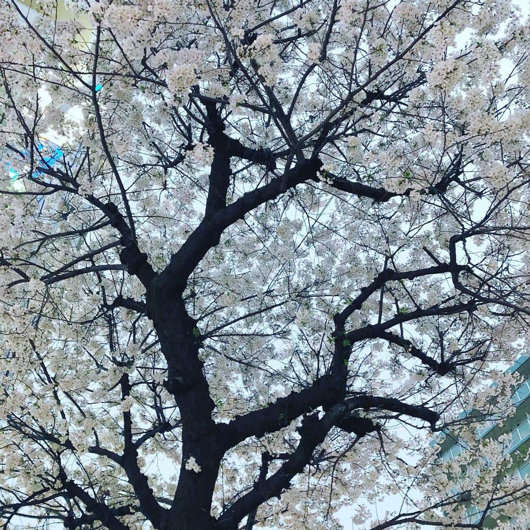 岡部玲子さんのインスタグラム写真 - (岡部玲子Instagram)「昨日、スタジオ帰りに見た桜🌸 東京の桜はもう葉桜になってしまった場所が多いけれど、この木はまだとてもキレイにお花がついていました☺️ 笑顔になれたひととき。 コロナが日に日に近いところに押し寄せてきていると実感する今日この頃。 気も休まらなくてしんどいけれど、頑張りましょう💦  #岡部玲子 #働く主婦　#タレント　#レポーター　#キャスター　#アナウンサー　#女子アナ　#フリーアナウンサー　#競馬キャスター　#競馬中継　#競馬　#仕事　#桜　#東京　#葉桜　#満開 #美しい　#夜桜　#コロナに負けるな　#頑張ろう　#mama #talent #reporter #instagood #sakura #japan #tokyo #cherryblossom #beautiful #smile」4月1日 10時58分 - reiko_okabe