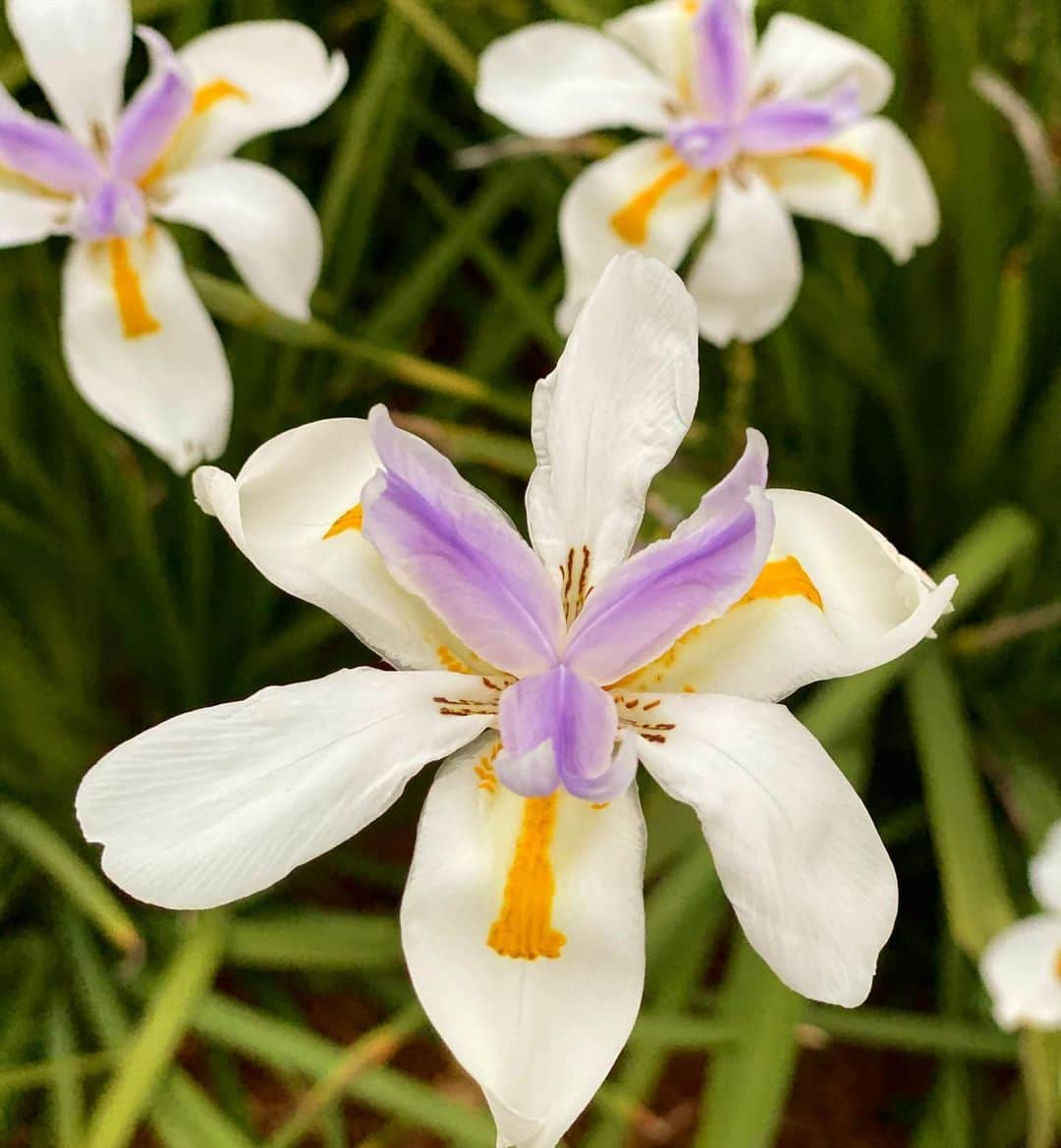 カミーラ・ベルさんのインスタグラム写真 - (カミーラ・ベルInstagram)「Flower appreciation post 🧡」4月1日 11時05分 - camillabelle