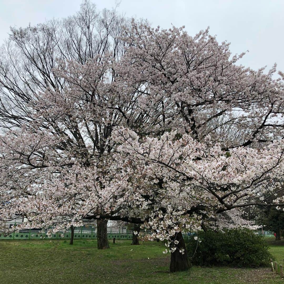 浅川稚広さんのインスタグラム写真 - (浅川稚広Instagram)「今日はどんより曇り空。でも、午後から少し明るくなってきたので、息子の課題プリントが終わってから、公園へお出掛けしました。 満開の桜🌸桜🌸桜🌸😊🌸 子供達も思いっきり走り回って、ストレス発散❣️ レジャーシートが小さ過ぎた😅💦オヤツに持参したフォアミルのお煎餅（２枚入り）の１枚をくれる優しい子供達💓 コロナ感染者が日に日に激増していく中で色々と不安もありますが、なるべく心穏やかに過ごせるように意識しています。 運動不足になりつつあるので、最近はなるべく電動自転車を使わずにベビーカー移動🚼。もう使わないかなぁ〜と思っていたベビーカーでしたが、荷物もかけて運べるし、娘も気楽に歩いたり座ったりをしながら動けるので、まだまだフル活用出来る感じです🌟 遊ばせている途中、偶然公園でお友達ママとも逢えて、お喋りも出来て、嬉しかった〜❣️ #桜🌸 #お花見 #公園遊び #二児の母 #春休みの過ごし方」4月1日 2時56分 - chiffy1110