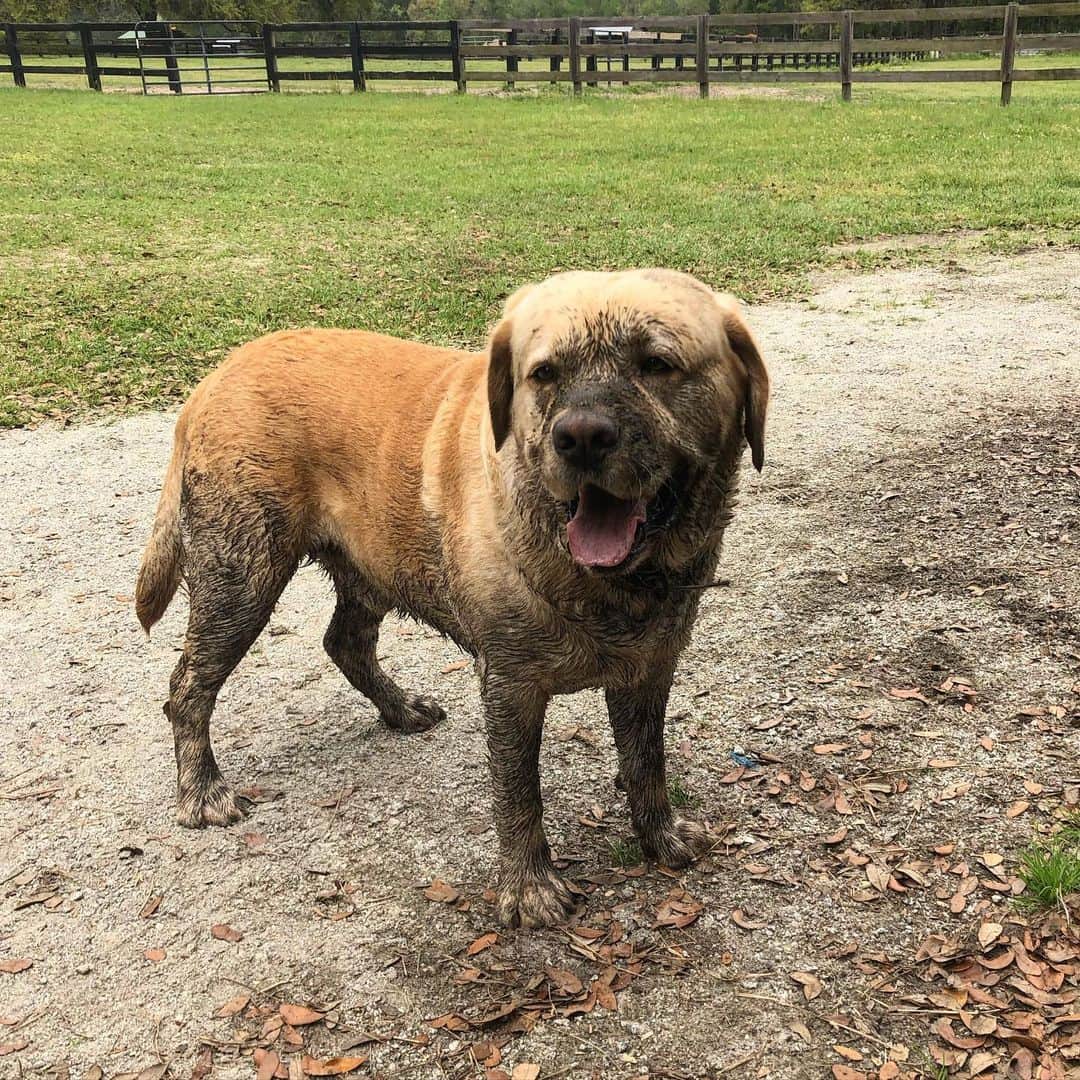 Huckのインスタグラム：「Sorry mom it’s impossible for me to go to the barn and not get muddy, even if it’s only for 30 minutes... 🤦🏼‍♀️ . . . . . . . #talesofalab #dogsofinstagram #muddydog #yellowlab #englishlabrador #thelablove_feature #labrador_class #labradorretriever #labphotooftheday #barndogs #thelablove #worldofmylab #yellowlabsquad #retrievergram」