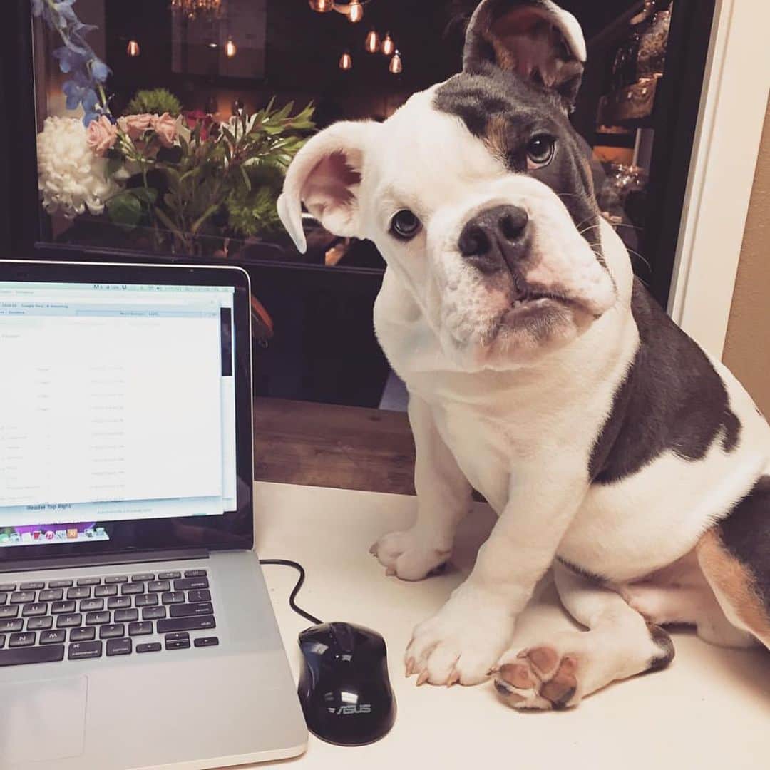 Bodhi & Butters & Bubbahのインスタグラム：「The best coworkers come with paws 🐾 . . . . . #six #weeks #i #still #miss #you #baby #but #your #memory #makes #me #smile #mylove #my #life #forever #siempre #work #from #home #lockdown #happy #dogsofinstagram #puppy #bestoftheday #bff」