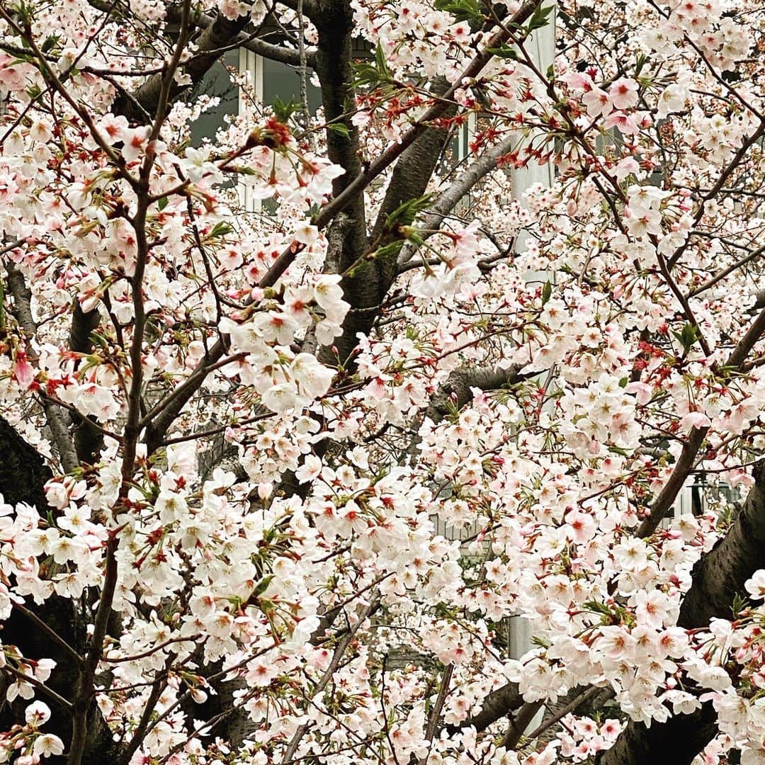 本間昭光のインスタグラム：「桜、それでも咲く。 2020の桜、 生涯忘れないようにしましょうね。」