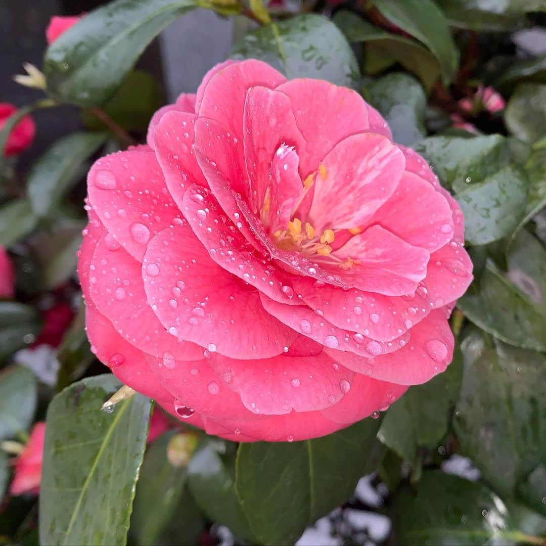 のインスタグラム：「💧🌺 #花  #雨」