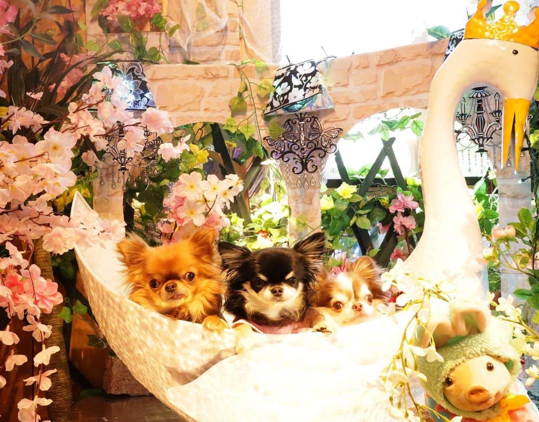 kayoのインスタグラム：「* * なんか白鳥のお風呂に入ってるみたいね😂🦢✨ * * kulio💗Melon💗Lychee💗 * * #chihuahua#chihuahualove#dogstgram#dog#instadog#チワワ#チワワ大好き * *」