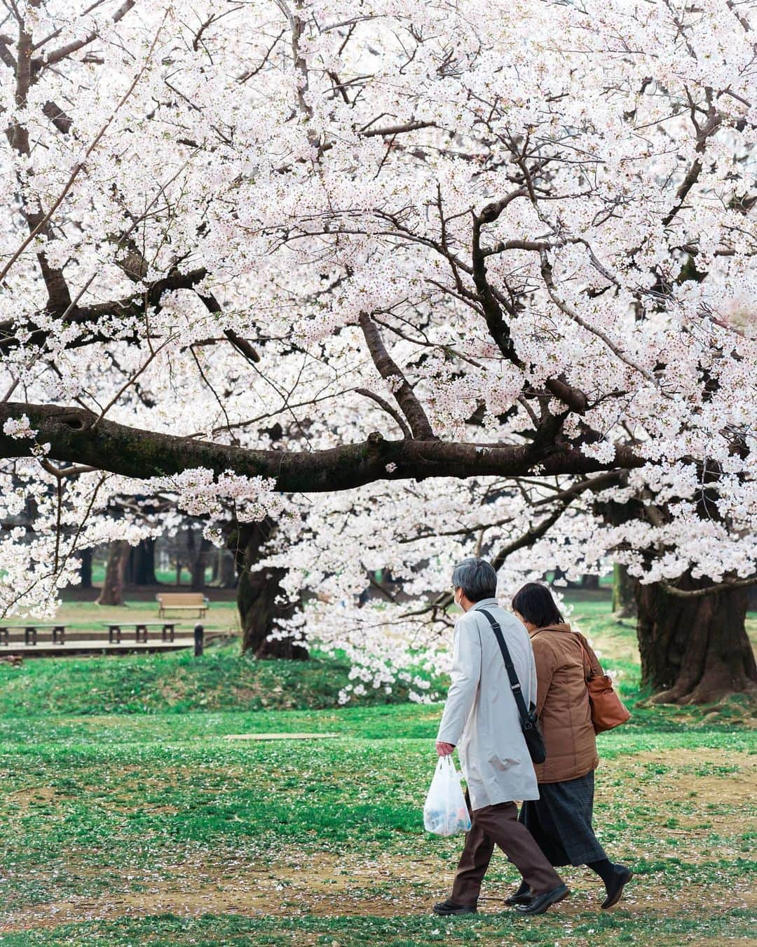 Joshさんのインスタグラム写真 - (JoshInstagram)「Will there be someone to walk with in my old age? . . . . . #東京 #東京カメラ部 #日本 #写真部 #さくら #桜 #ourmoodydays #streetframe #streetclassics #streets_vision #urbanromantix #urbanandstreet  #discoverjapan #discovertokyo #streetmobs  #japan_vacations #urban_shutter #tokyocameraclub #streetdreamsmag #night_owlz #citykillerz #street_focus_on #streetgrammer #visitjapanjp #explorejapan #fatalframes #agameoftones #rawurbanshots #igjapan #igersjp」4月1日 9時03分 - joshtaylorjp