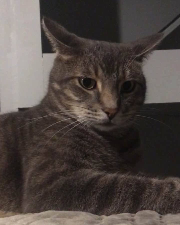マニーのインスタグラム：「Day...? “NO MORE SELFIES!!” 😼」