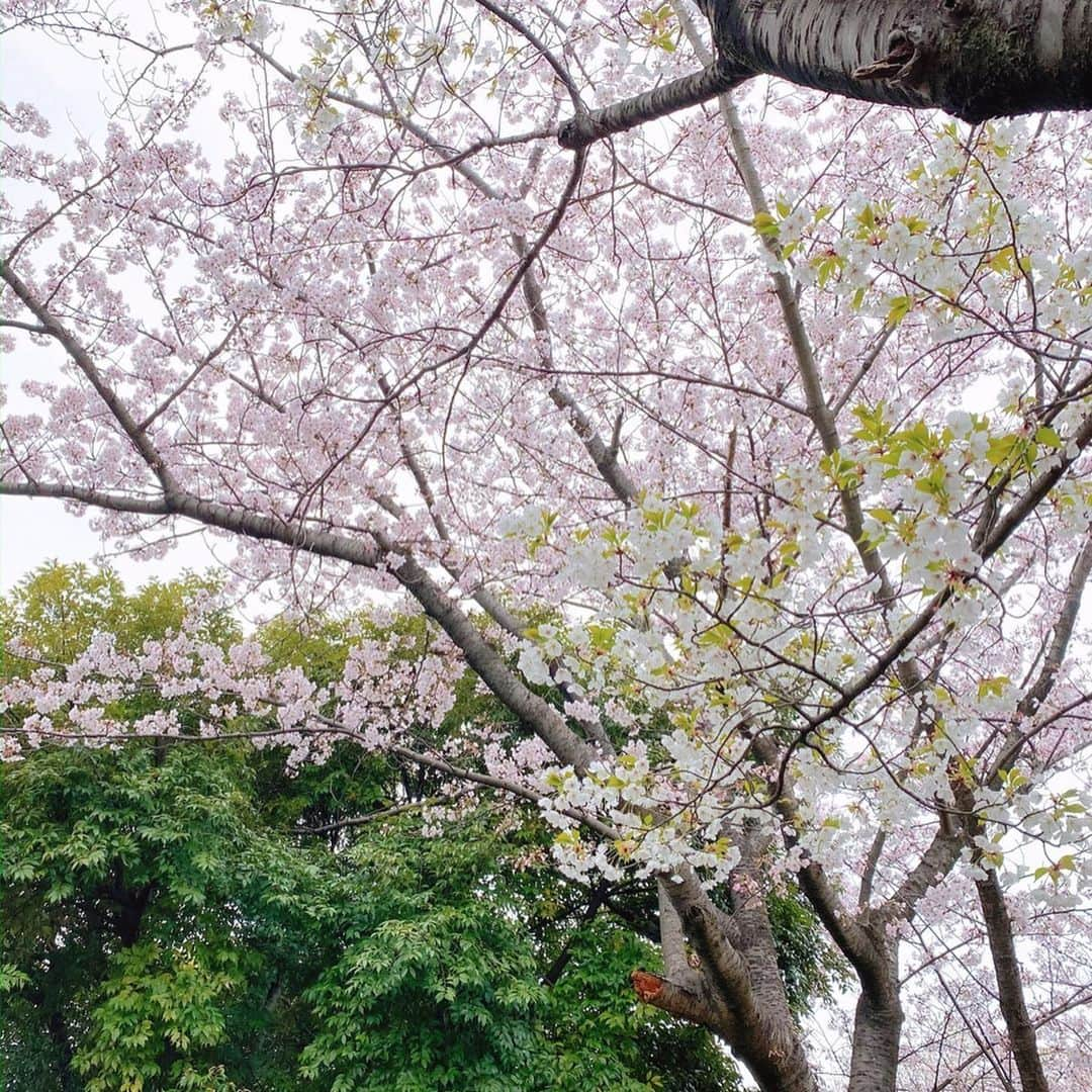 土屋香織さんのインスタグラム写真 - (土屋香織Instagram)「🏃‍♀️👩‍👧Spring has come 🌸 2.65km run with👧🏻𖤐𖤐𖤐 . 筋肉痛から完全復活。 ようやく完全にしゃがめるようになった🤣 次女と軽くジョグ。 ピンクや白い桜🌸 大好きなジューンベリーの花ももう咲いていました🍒 春ですね🌿 . 次女、習い事もルームも休んで ずっと家にいたからか 「ちょっとふっくらしたんじゃない？」って 昨夜久しぶりにskypeした父と母から言われてました😂 父も母も元気そうでホッとしました😌 . 両親のところに子供達連れて行きたいけれど もしかしたら自分たちが 無症状でウイルス持ってるかもしれないから🦠 コロナが流行り出した時から 両親が感染して重症化してしまったらどうしようと そればかりが心配でした。 イタリアも中心地から親元へ帰ったのが原因で 全土へコロナが広がってしまい 大変な事態になってしまいましたよね。 「自分のせいで親が死んでしまった」と本人も入院しながら酸素を吸いながら 「自分のようなことを繰り返さないために田舎に帰らないで」と泣いて訴えているイタリア人の映像を観て胸が痛みました😢 ネットで顔が見れる時代で本当によかったと思います。 みなさんもSkypeやLINE電話など 活用してみてくださいね📱💻 . . T-shirt/pants/tights .  @asics  Vest.  @thenorthface  Inner.  @mizunojp  Pants. @mizunojp  Socks.  @c3fit_jp  Shoes.  @newbalance . . 長い距離いつ走れるかわからないので online Nagoya women’s marathonは この間のトレランとこのランでクリアできたので 完結にしようかなと🏃‍♀️ ティファニーが楽しみ୨୧ 💙💚💙୨୧ 名古屋ウィメンズマラソン今回は中止で残念だったけど 好きな時好きな場所で好きな距離走ってOKって 安全に取り組みやすくオンラインを提案してくれて 私はよかったと思います。 来年は笑顔でみんなで走れますように🏃‍♀️🏃‍♀️🏃‍♀️✨ . . . #おうち時間 #stayhome #StaySafe . #オンライン名古屋ウィメンズマラソン #名古屋ウィメンズマラソン2020 #名古屋ウィメンズマラソン #igランガールズ #ランガール #instarunners #ランニング女子 #ハシリマスタグラム #ハシリマシタグラム #マラソン女子 #ig千葉ランナーズ #ランニングママ #ぜんぶカラダなんだ #garmin #ガーミン #mizuno #ミズノランニング #スニーカー好きな人と繋がりたい #vic_season #ランコーデ #走るの好きな人と繋がりたい #親子ラン」4月1日 9時37分 - kaorintsuchiya